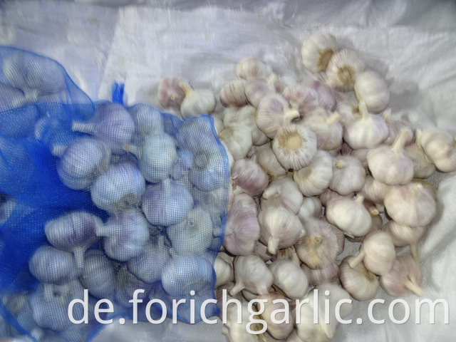 Normal White Garlic Fresh